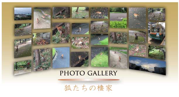 狐の棲家