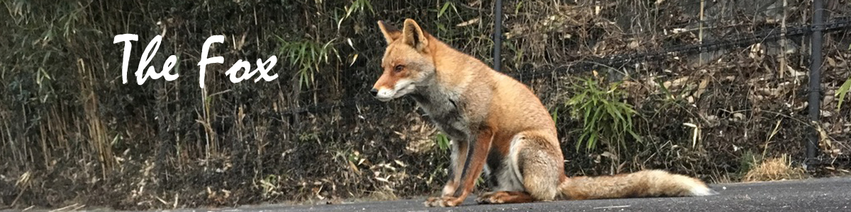 fox