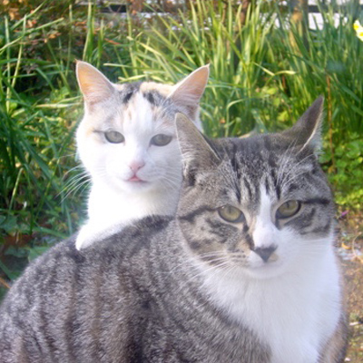 猫2匹