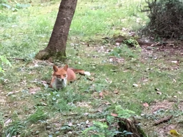 きつね
